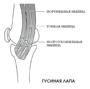 НАЧАЛО Лобок МЕСТО ПРИКРЕПЛЕНИЯ Бугристость большеберцовой кости - фото 212
