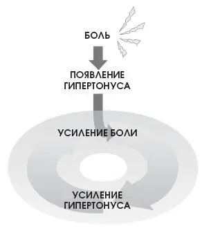 Стресс Мышцы наиболее подверженные гипертонусу Мышцы плечевого пояса в - фото 255
