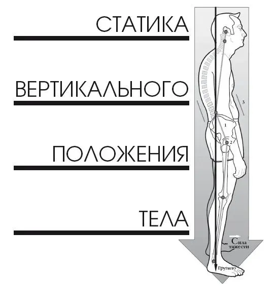 Сила тяжести и постуральное равновесие Сила тяжести это сила притягивающая - фото 292