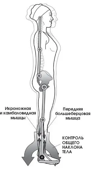 При наклоне назад передние мышцы выполняют функцию балансиров В КОЛЕНО - фото 299