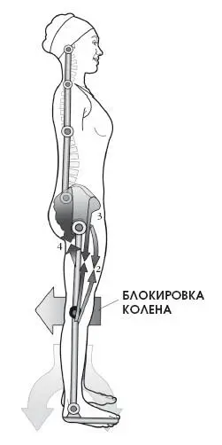 Если линия действия силы тяжести совпадает с центром колена или находится - фото 302