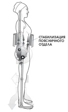 Большие ягодичные мышцы 4 взаимодействуют с брюшными мышцами удерживая - фото 306