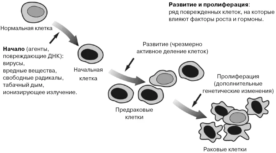 Рис 22 Развитие и пролиферация части поврежденных клеток под влиянием - фото 9