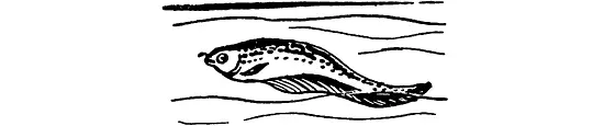 Рыбанож Хвостом вперед плавают и некоторые щетинозубы Быстрее всего плавают - фото 3