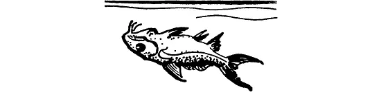 Египетский сомик Существуют рыбы которые ловко используют попутные течения и - фото 5