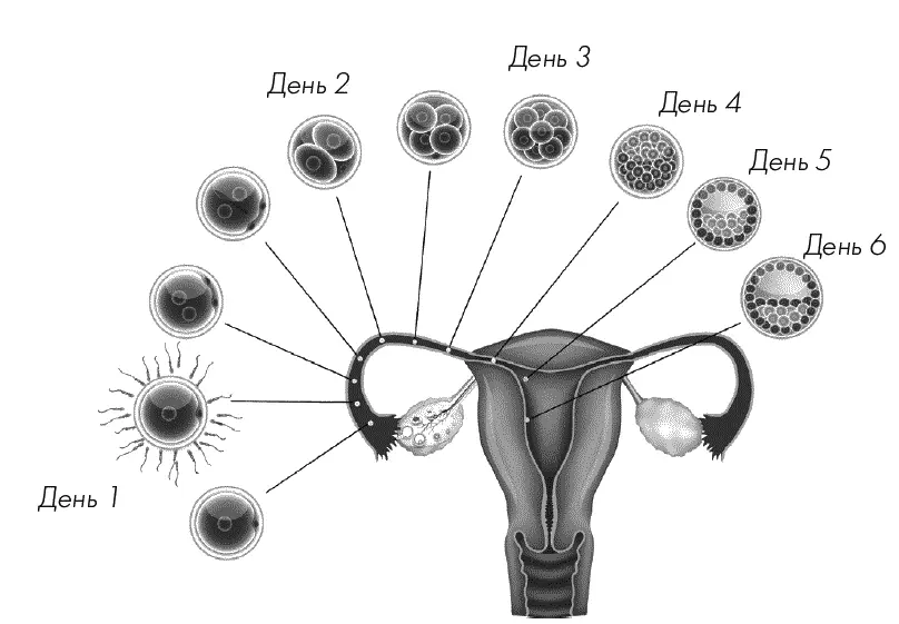 Рис 1 Развитие зародыша человека от оплодотворения до внедрения в стенку - фото 4