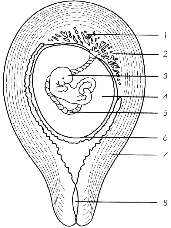 Рис 2 Жизнеобеспечивающие системы эмбриона по К ФлэйкХобсон Б Робинсон - фото 5