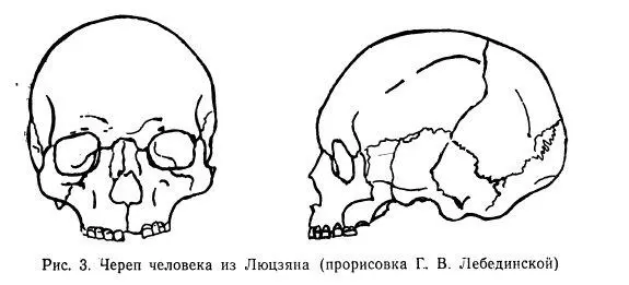 Люцзянский череп рис 3 массивный удлиненной формы очень узкий умеренно - фото 6