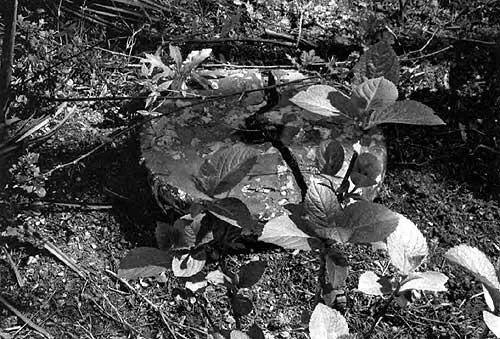 Рис 56а Тот же камень фотография 2006 года Все сооружение обнесено - фото 319