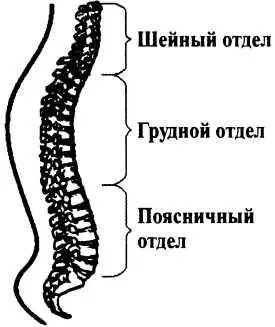 Это орган соединяющий череп и тазовые кости одновременно обеспечивающий связь - фото 5