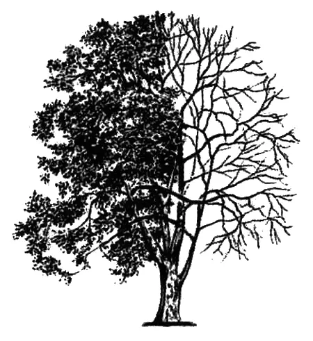 Platanus orientalis Любопытно что символ этот не просто растаял в воздухе - фото 20