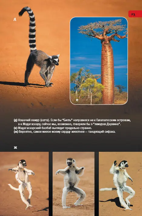 дКошачий лемур катта Если бы Бигль направился не к Галапагосским - фото 123