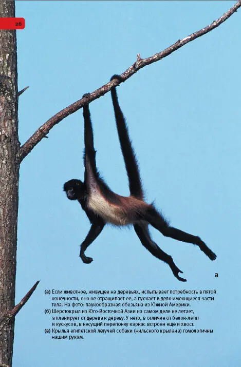 аЕсли животное живущее на деревьях испытывает потребность в пятой - фото 126