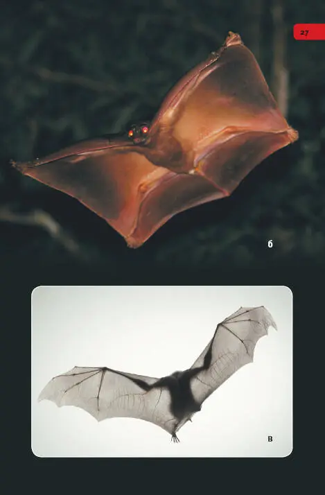 Куцые крылья нелетающих птиц кажутся предательством по отношению к предкам - фото 127