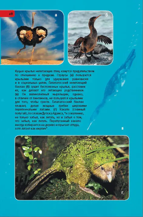 Куцые крылья нелетающих птиц кажутся предательством по отношению к предкам - фото 128