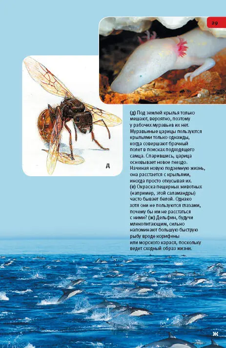 дПод землей крылья только мешают вероятно поэтому у рабочих муравьев их - фото 129