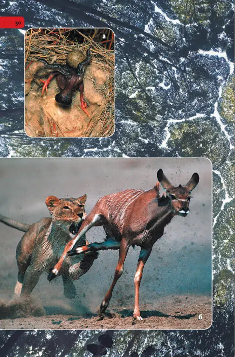 Плоды эволюционной гонки вооружений а У воробьев кормилась ты не худо - фото 130