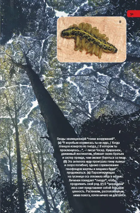 Плоды эволюционной гонки вооружений а У воробьев кормилась ты не худо - фото 131