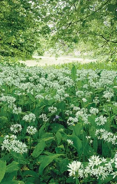 Мы не случайно почти всюду видим зелень Нам не хватало бы энергии если бы - фото 133