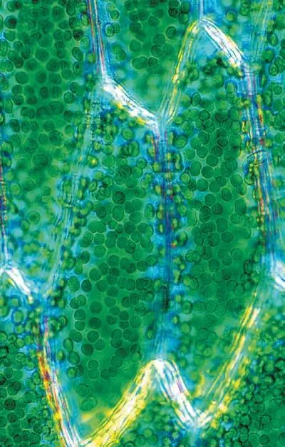 Мы не случайно почти всюду видим зелень Нам не хватало бы энергии если бы - фото 135