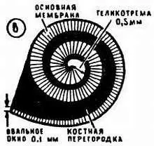 рис 7 5 в На основной мембране расположились ткани из нескольких типов - фото 11