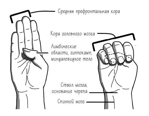 Портативная модель мозга Мозг представлен в виде руки Эта портативная - фото 9