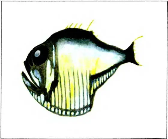 Глубоководная рыба аргиропелекус Гораздо чаще примитивные животные - фото 128