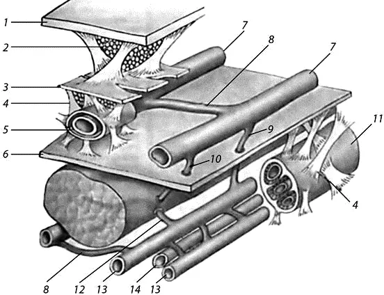 Рис 21 Особенности строения венозной системы нижних конечностей 1 кожа - фото 71