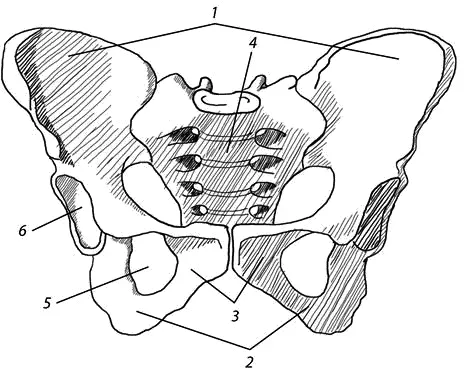 Рис 15 Таз вид спереди 1 крылья подвздошной кости 2 седалищные - фото 5