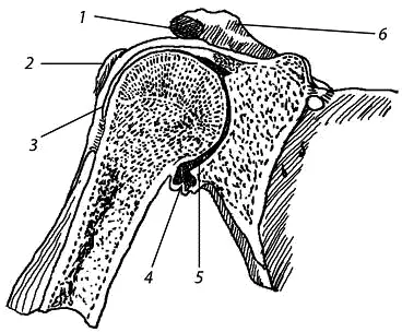Рис 17 Плечевой сустав фронтальный разрез 1 подакромиальная сумка 2 - фото 7
