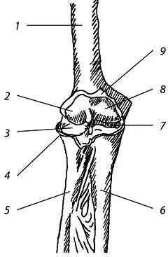 Рис 18 Локтевой сустав вид спереди 1 плечевая кость 2 головчатое - фото 8