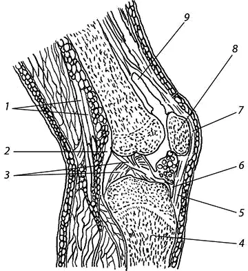 Рис 112 Коленный сустав схематический сагиттальный разрез 1 - фото 12