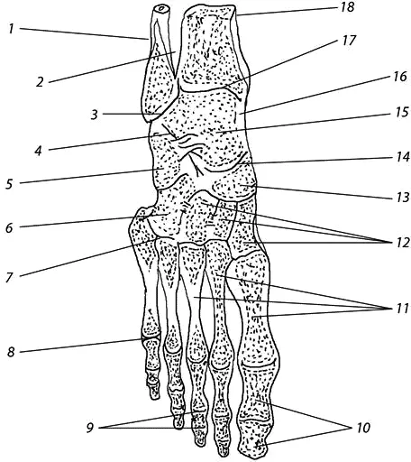 Рис 114 Схема строения голеностопного сустава и суставов стопы 1 - фото 14