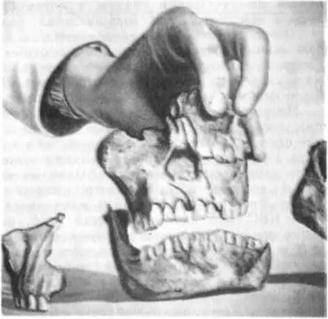Череп 1470 Его нашел Ричард Лики на восточном берегу озера Рудольф в Кооби - фото 5