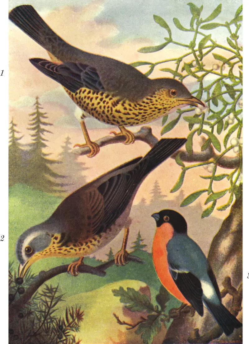 Рис V 1 Дрозддеряба Turdus viscivorus 2 Дроздрябинник Turdus - фото 34