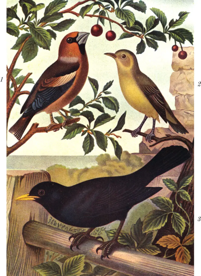 Рис IX 1 Дубонос Coccothraustes vulgaris 2 Пеночка пересмешка - фото 38