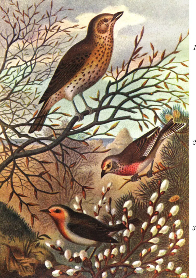 Рис Χ 1 Певчий дрозд Turdus musicus 2 Коноплянка реполов Acanthis - фото 39