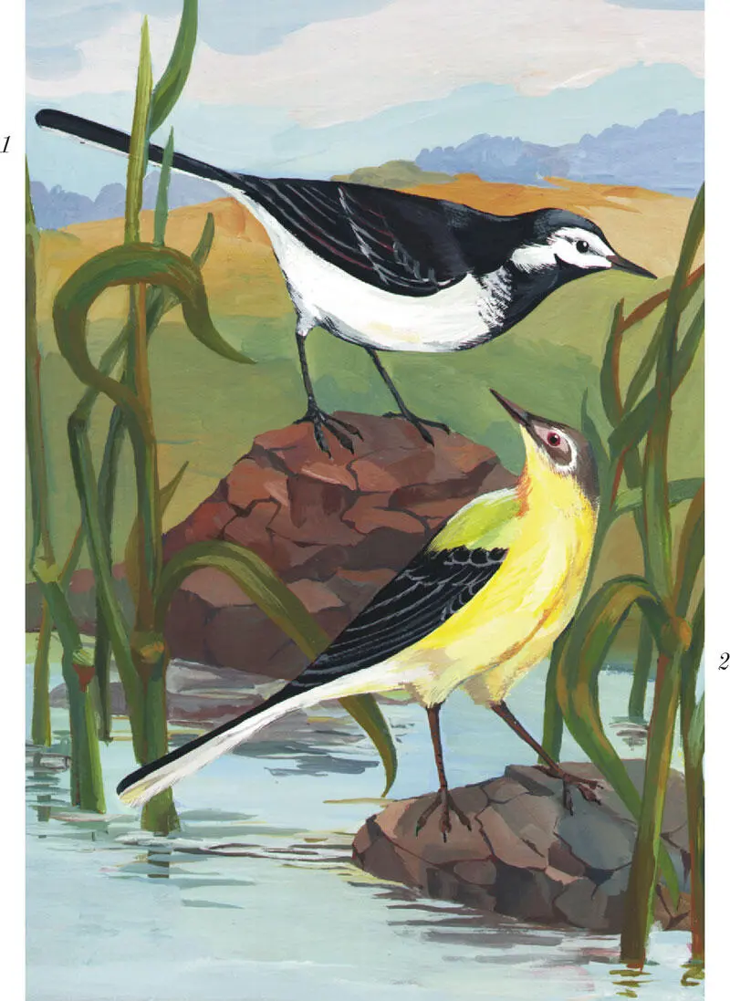 Рис XI 1 Белая трясогузка Motacilla alba L 2 Желтая трясогузка - фото 40