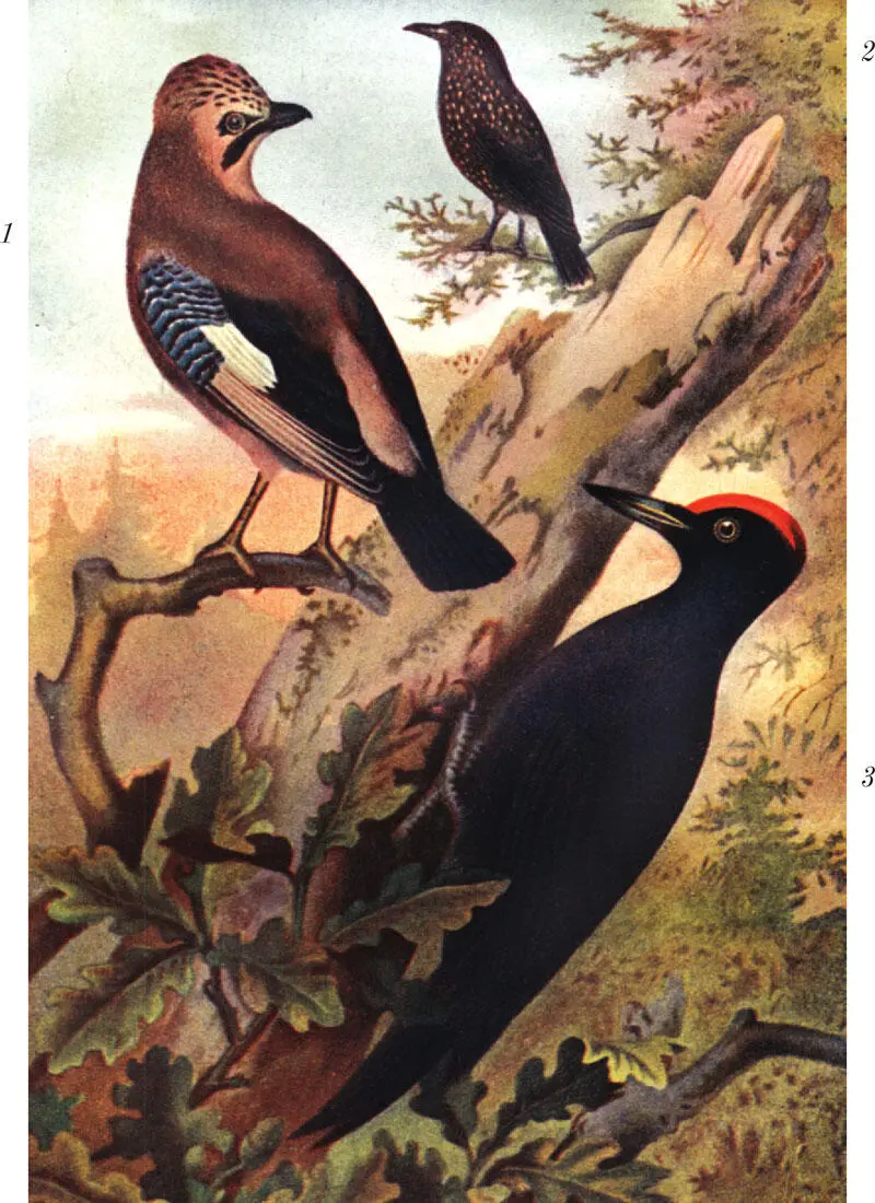 Рис XII 1 Сойка Garrulus glandarius 2 Ореховка Nucifraga - фото 41
