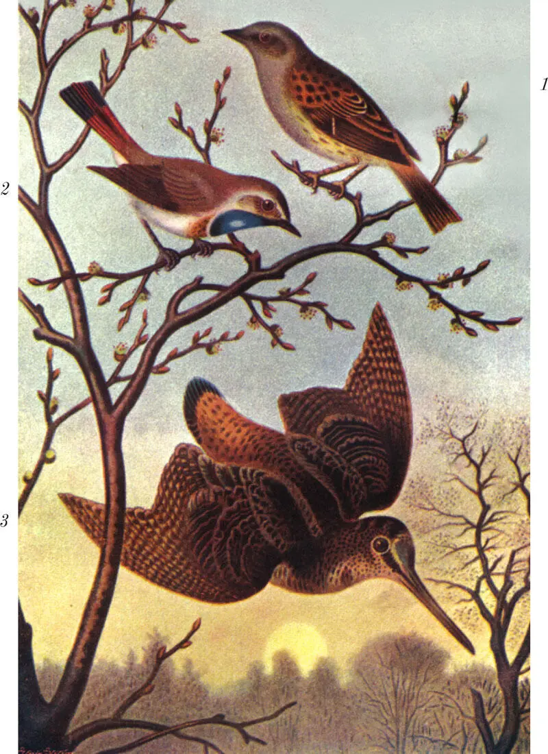 Рис XV 1 Завирушка лесная Accentor modularis 2 Варакушка Erythacus - фото 44