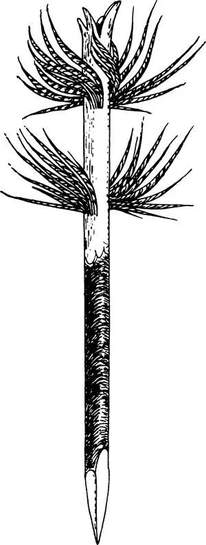 Илл 52 У орочей перед сезоном охоты приносили в жертву духухозяину зверей - фото 52