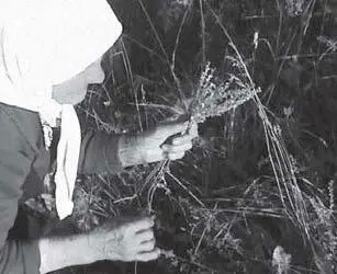 Илл 85 Среди трав под названием кукушка чаще всего фигурируют растения с - фото 85