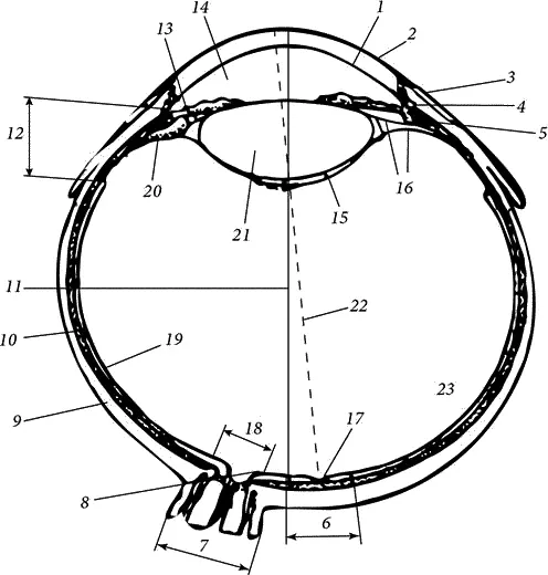 Рис 1 Строение глазного яблока 1 радужная оболочка 2 роговица 3 - фото 1
