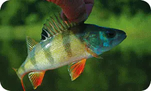 Окунь по праву считается одной из самых популярных рыб у опытных и начинающих - фото 12