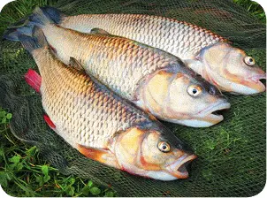 Данную рыбу можно ловить поплавочными и донными удочками Неплохие результаты - фото 73