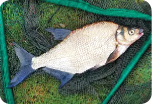 Для ловли данной рыбы подойдет стандартная поплавочная удочка с простой - фото 87