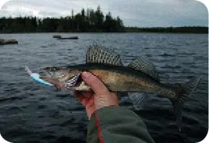 Для водоемов с замусоренным дном и коряжником возьмите поплавочную удочку - фото 104