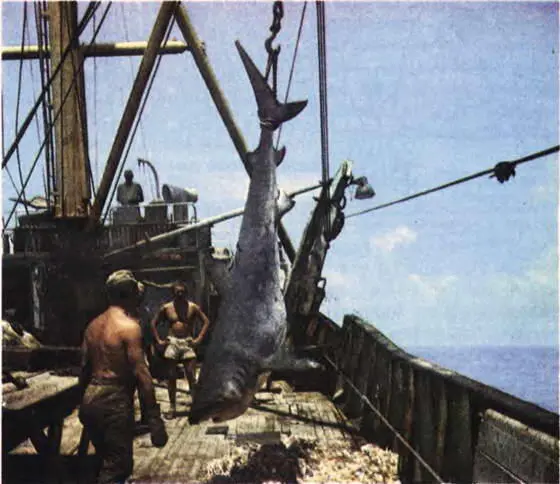 Попалась акула Еще много дней предстояло маленькой группе людей на оранжевых - фото 76