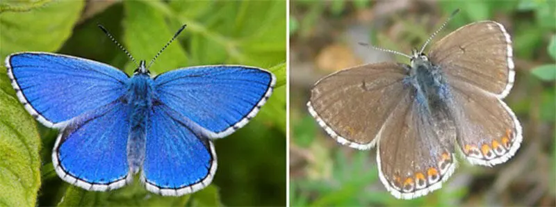Рисунок 51 Слева самец голубянки красивой Polyommatus bellargus Справа - фото 19
