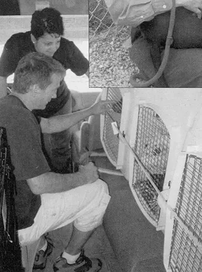 11 Николь Раттай и Тим Рейсер сажают собак Вика в арендованный автофургон - фото 11